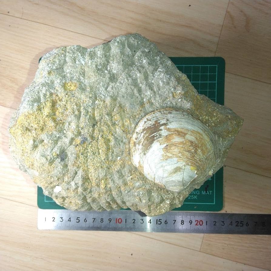 【最終大幅値下げ】国産2枚貝化石　超特大 最終大幅値下げ】国産2枚貝化石超特大